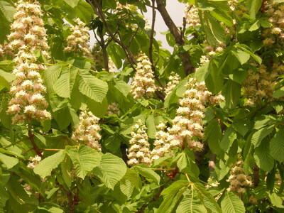 Keywords: цветы