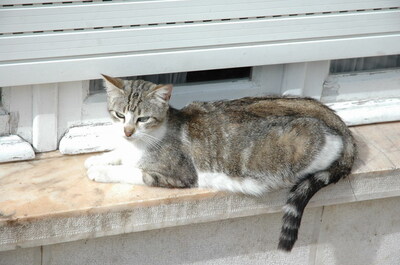 Keywords: кошки