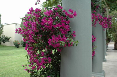 Keywords: цветы