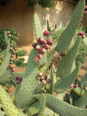 Keywords: цветы