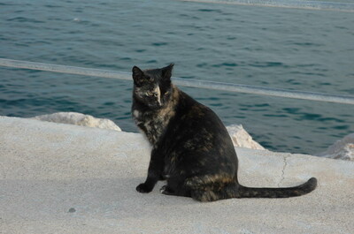 Keywords: кошки